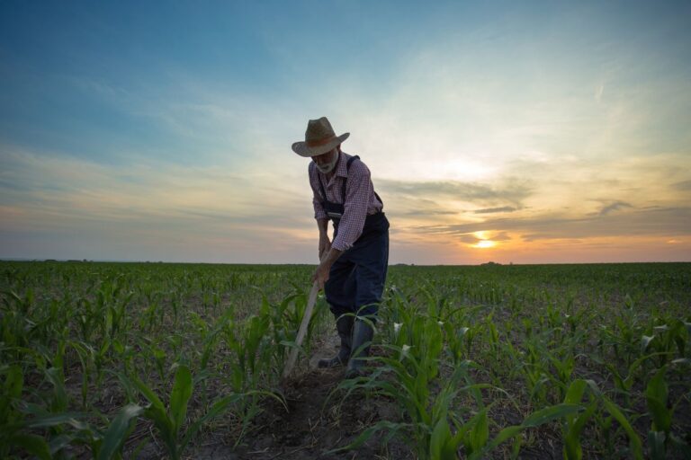 CMN estabelece alíquotas do 'prêmio' pago pelo produtor no Proagro por cultura e município