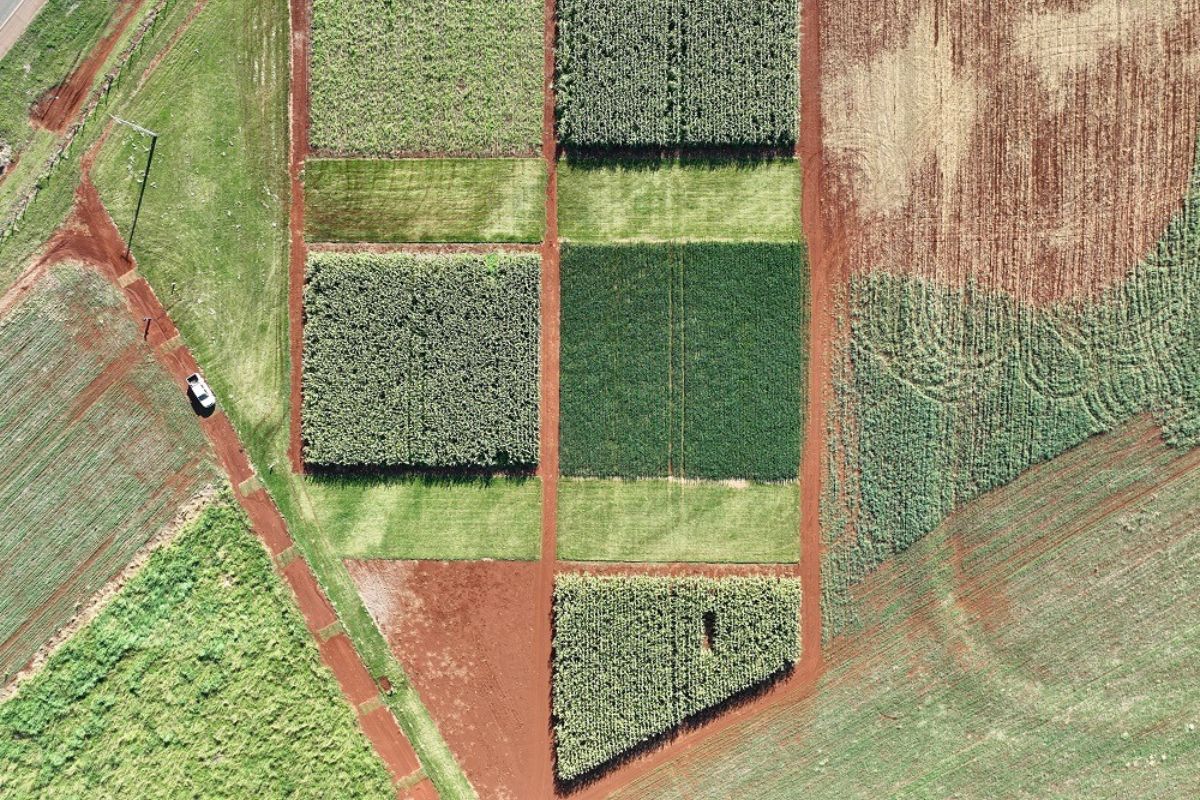 Foto: Embrapa Soja/Divulgação
