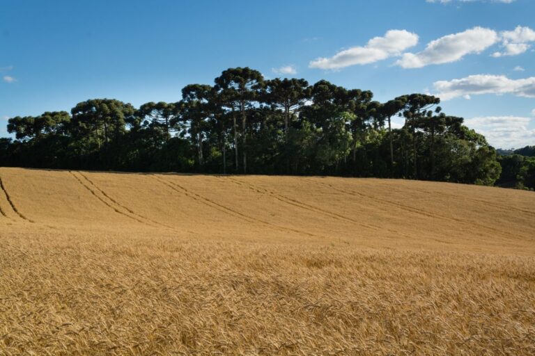 Inverno deve favorecer trigo e frutas de temporada