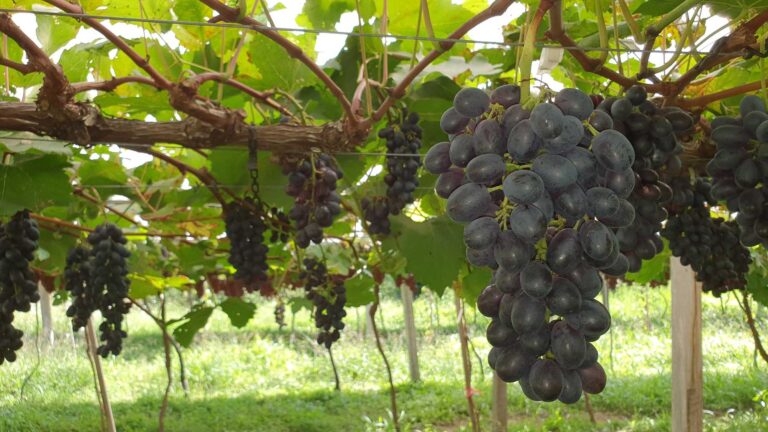 Safra de uva da Serra Gaúcha surpreende e deve ficar acima da expectativa