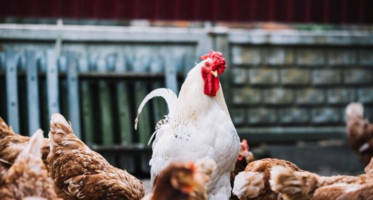 Entenda tudo sobre a criação de aves cage free