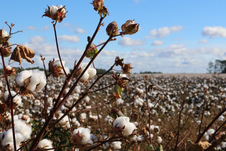 Algodão agroecológico: conceito e benefícios