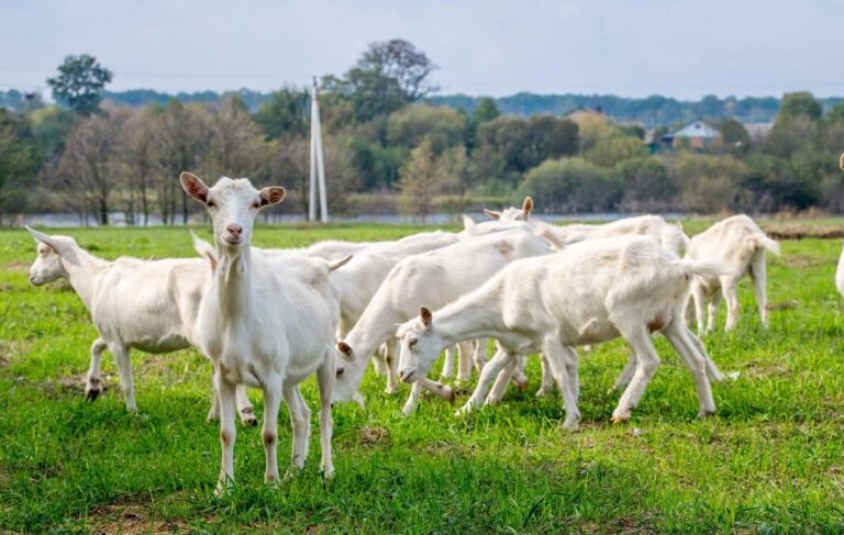 Sanidade animal: 7 dicas para manter caprinos e ovinos saudáveis