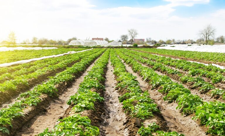 Feromônio: como a substância pode mudar a agricultura