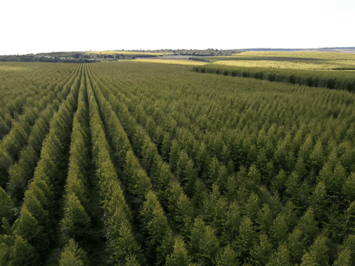Silvicultura de eucalipto: conheça a história da produção no Brasil