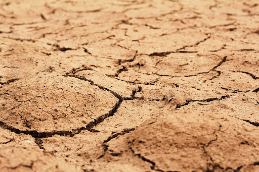 Estiagem: como diminuir os efeitos na agricultura e na pecuária