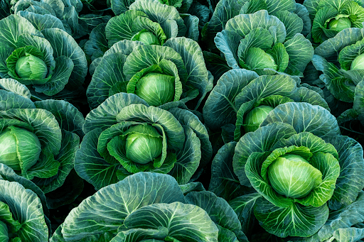 Lei do Alimento Mais Seguro: entenda o que diz o projeto