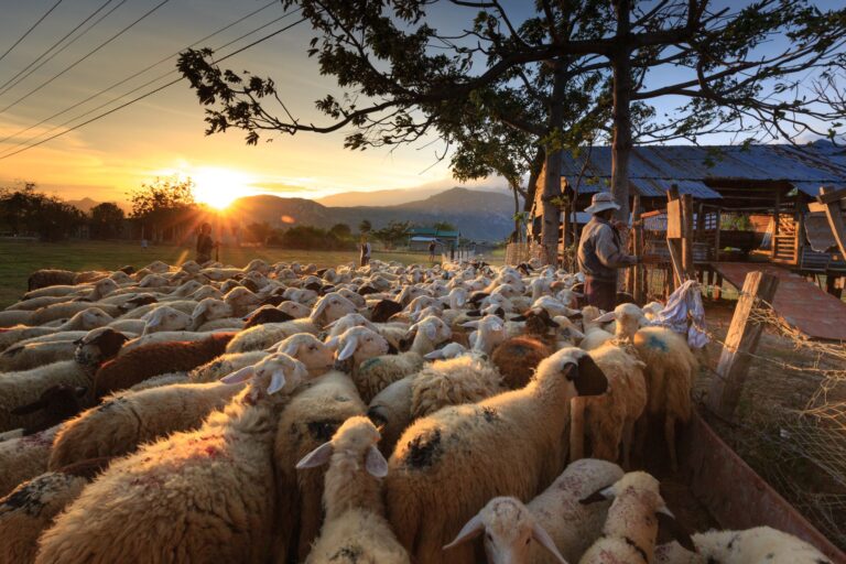 Dicas para manter o seu rebanho de ovelhas e cabras longe dos predadores