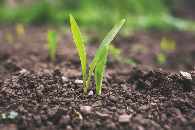 A importância do clima para o agronegócio