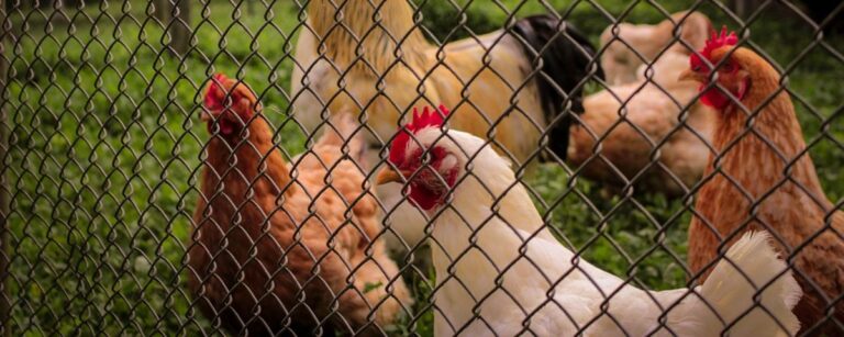 Probióticos na criação de aves: quais são os benefícios?