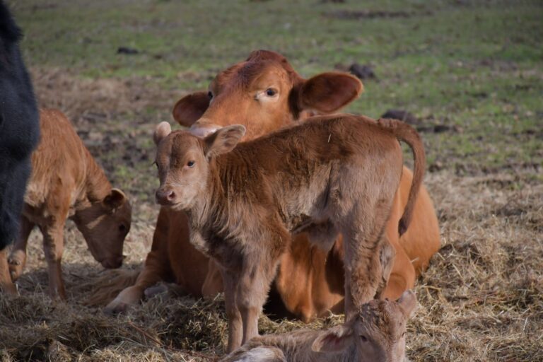 Cuidados na criação de bezerros melhoram desempenho dos animais