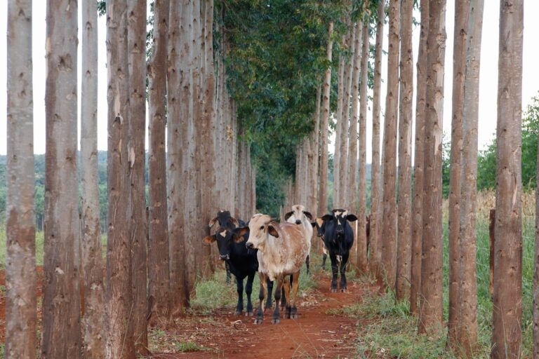 Sistema ILPF melhora produção de animais