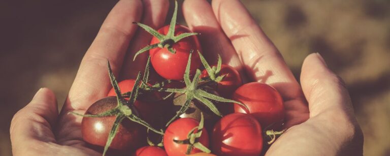 Entenda o papel da agricultura para garantir a segurança alimentar