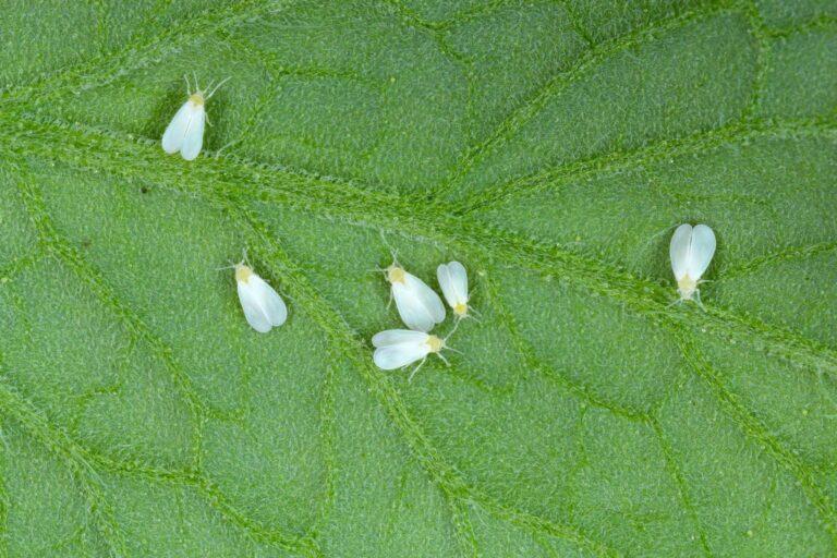 Quais são as 10 pragas que oferecem mais riscos à agropecuária?