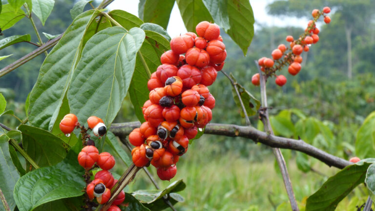 Guaraná da Amazônia: saiba mais dessa produção e seus benefícios