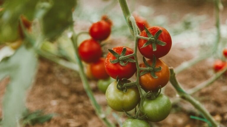 Horta orgânica: veja como criar a sua e o que cultivar nela