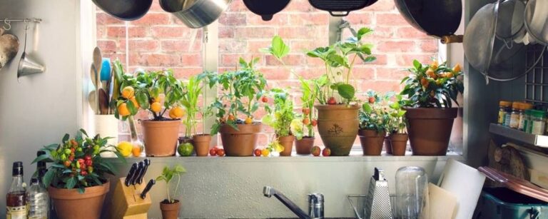 Melhores alimentos para plantar em apartamentos