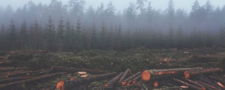 5 formas de acabar com o desmatamento da Amazônia