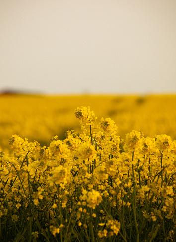 Guia completo do cultivo à colheita da canola