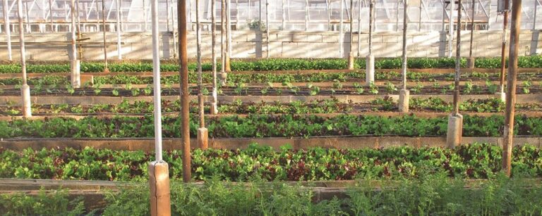 Agricultura urbana no Brasil: funcionamento e benefícios