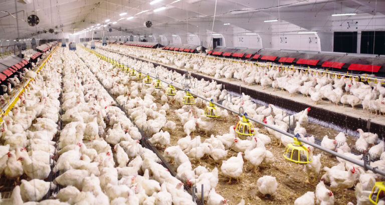 Doença de Newcastle: quais são os impactos para o agronegócio?