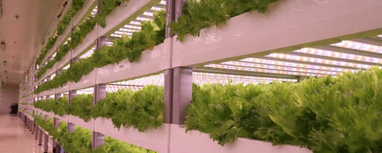 Fazendas verticais são a solução para um cultivo mais sustentável