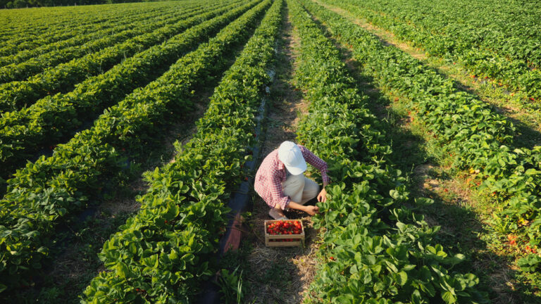 Quais são os impactos da inflação para o agronegócio?