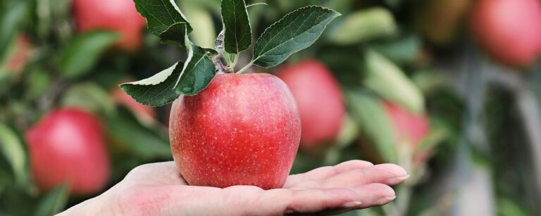 Entenda a lei e os benefícios da rastreabilidade de alimentos