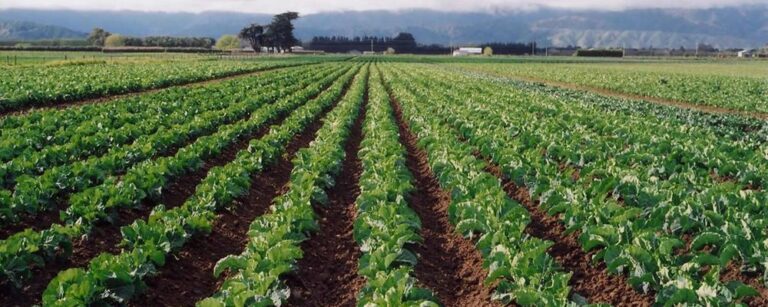 Agricultura biodinâmica: o que é e quais são seus benefícios?