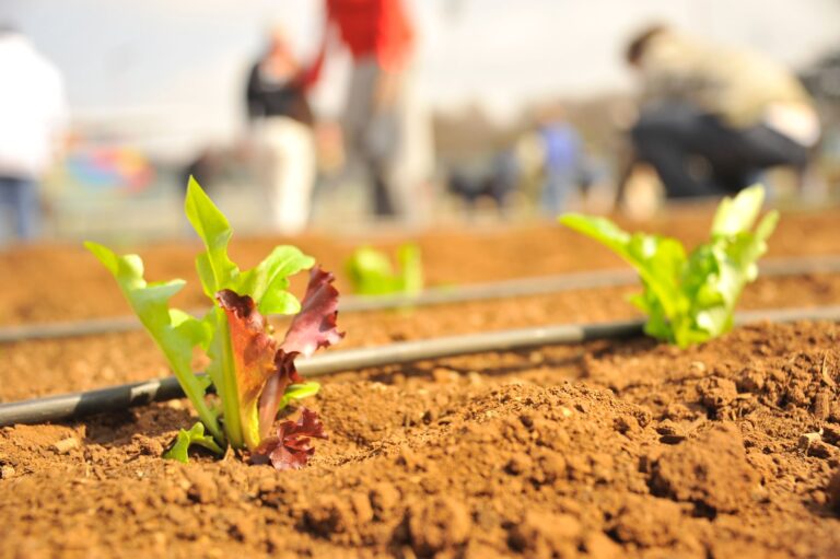 Economia circular no agronegócio: o que é e como aplicar?