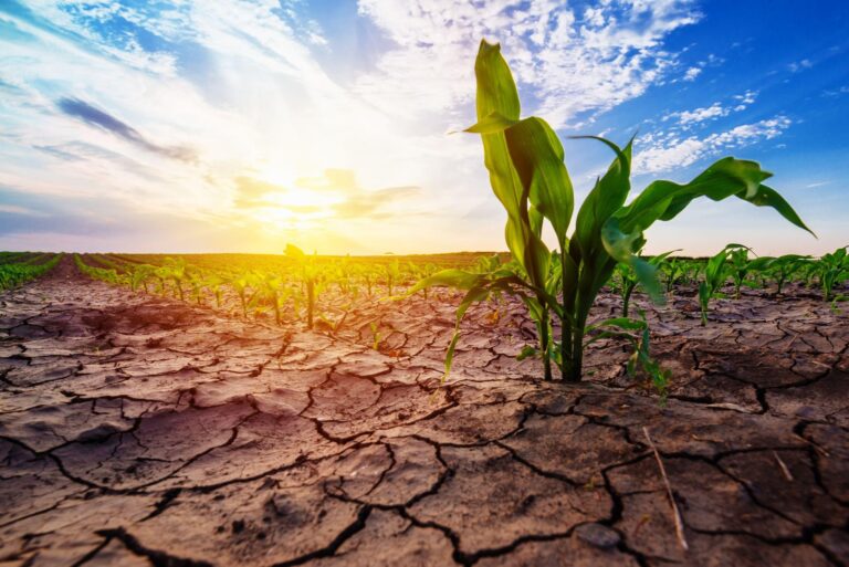 Quais cultivos tolerantes à seca impulsionam a agricultura?