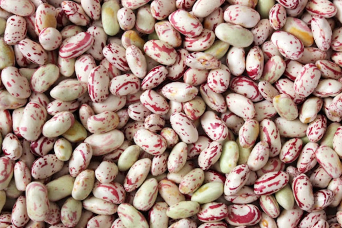 Como plantar feijão-rajado?