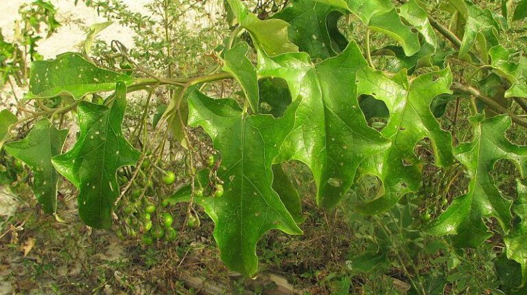 Jurubeba: conheça mais dessa planta medicinal