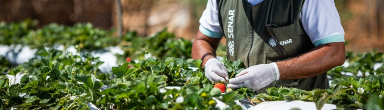 Começa o “censo” do agro paulista