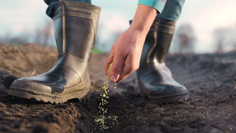 Sustentabilidade: o que é agricultura de baixo carbono?