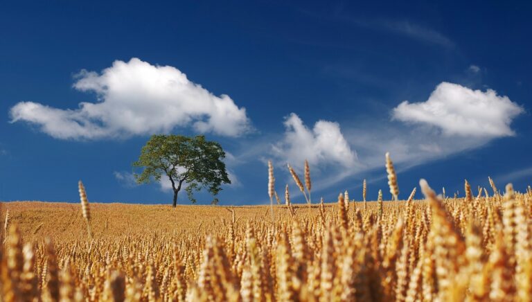 Calendário agrícola: como planejar o plantio?