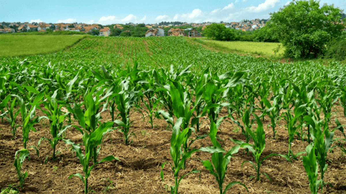 O que é o defensivo agrícola?