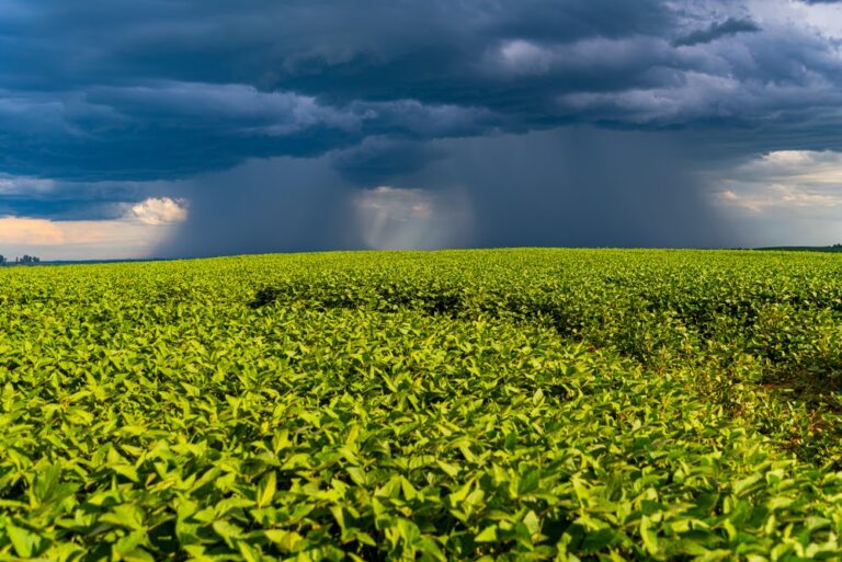 Entenda o que é e quais são os impactos do La Niña