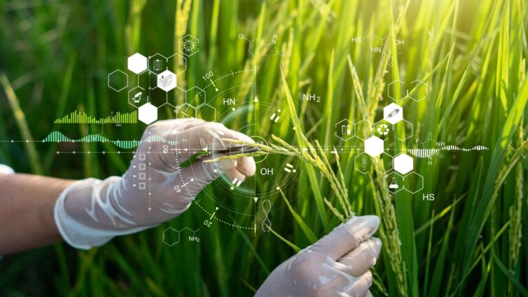 Como o melhoramento genético é utilizado no agronegócio?