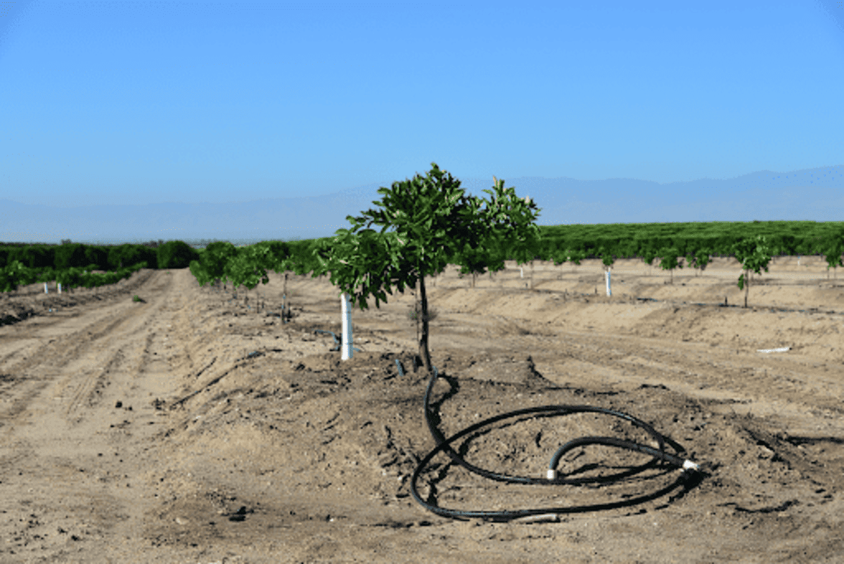 Como o agronegócio pode se adaptar às mudanças climáticas?