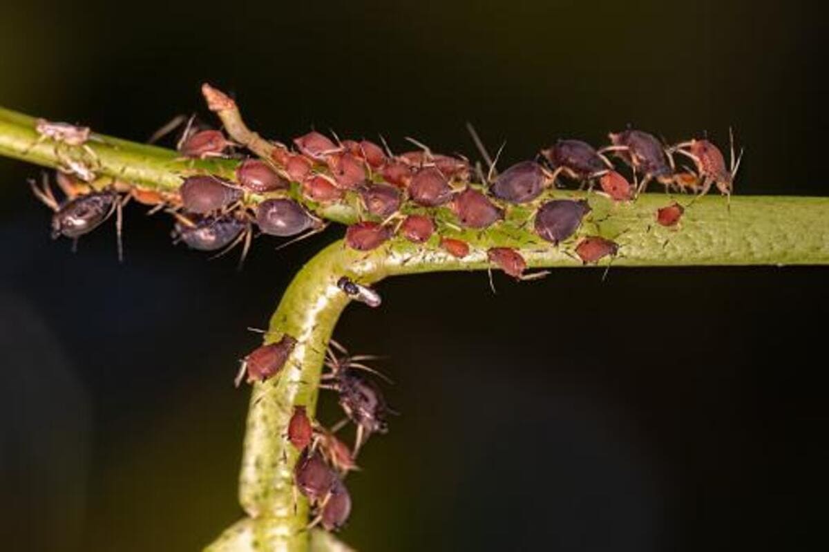 O que é e como é aplicado o manejo biológico de pragas?