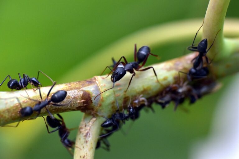 Formiga: quais tipos afetam as plantações?