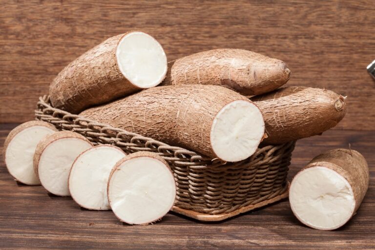 Como plantar mandioca, o alimento do século, segundo a ONU?