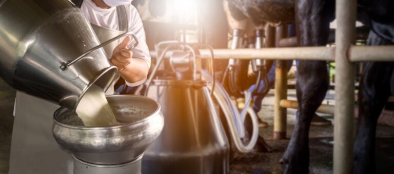 Como aumentar a eficiência da produção de leite?
