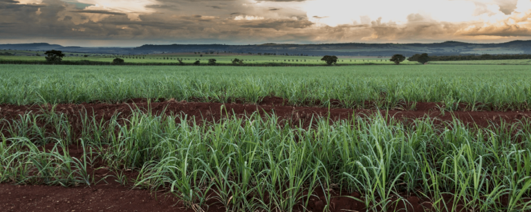 As principais técnicas para plantar cana-de-açúcar