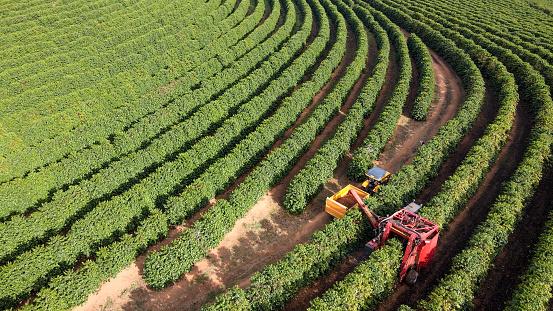 PIB: qual é a importância do agronegócio na economia do Brasil?