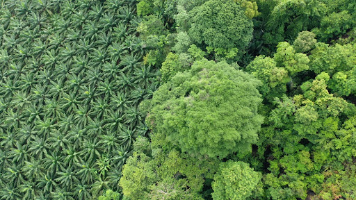 Como o agronegócio pode evitar o desmatamento da Amazônia?