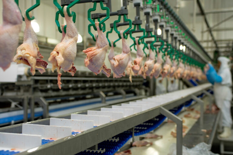 Frango: uma semana após Newcastle, cotações seguem sem grandes alterações