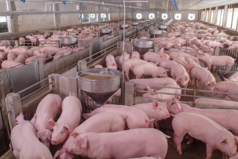 Suínos: preços do animal vivo e das carnes fecham junho em alta