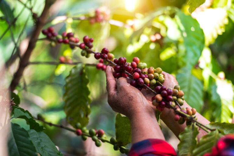 Chuvas de abril favorecem lavouras de café arábica